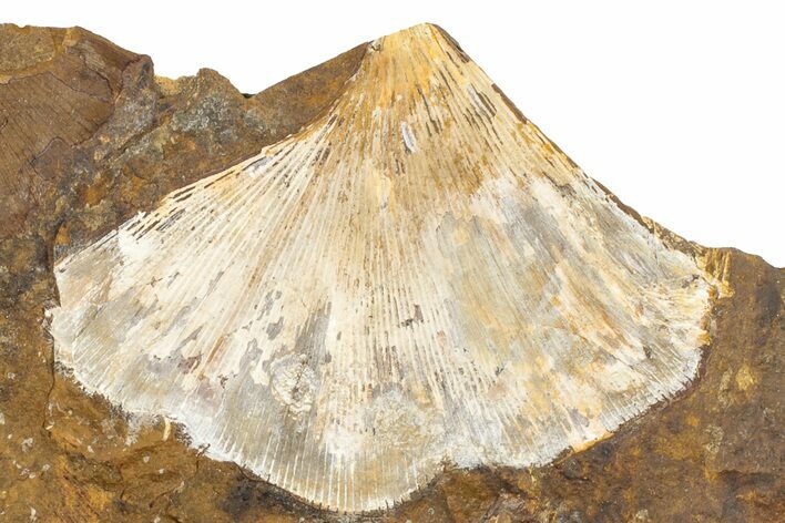 Fossil Ginkgo Leaf From North Dakota - Paleocene #189003
